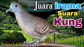 Download lagu Perkutut lokal gacor Juara irama terbaik suara kung besar mp3 Download lagu Perkutut lokal gacor Juara irama terbaik suara kung besar mp3