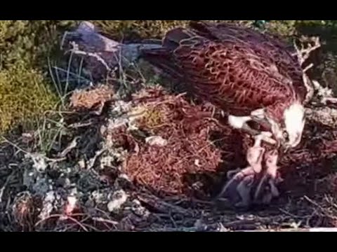 Both surviving Loch of the Lowes Osprey chicks get a good fish supper 25 May 2021