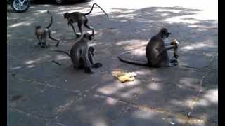 preview picture of video 'Monkeys demanding food'