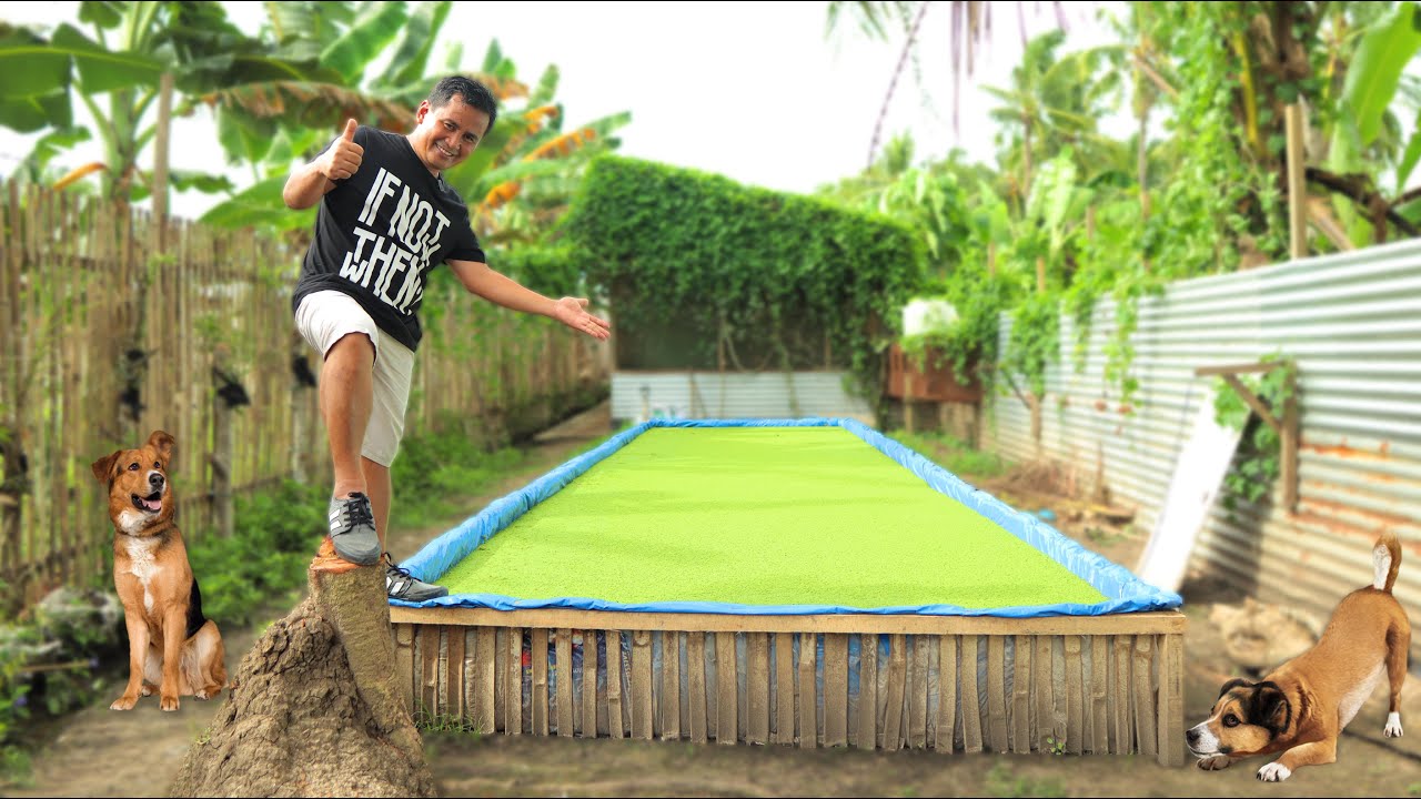 Amazing Azolla Plant Propagation - Check this Azolla Plant that saved me from these costly pellets