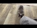 English Bulldog dogs for sale: Asher - Video 1
