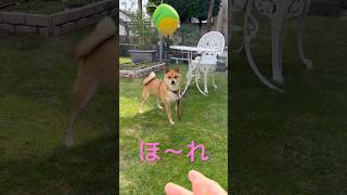 芝生大好き豆柴 #shibainu #柴犬 #cute #犬のいる暮らし #dog