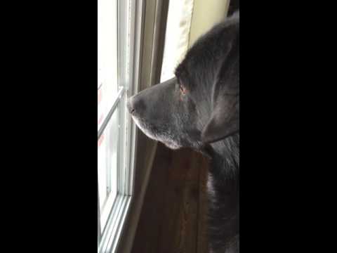 Dog want's squirrel