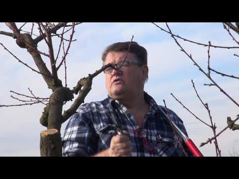 Kako orezati breskvu? - Zlatno klasje #201