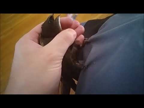 Tornseglare flyger in i hemmet igeb