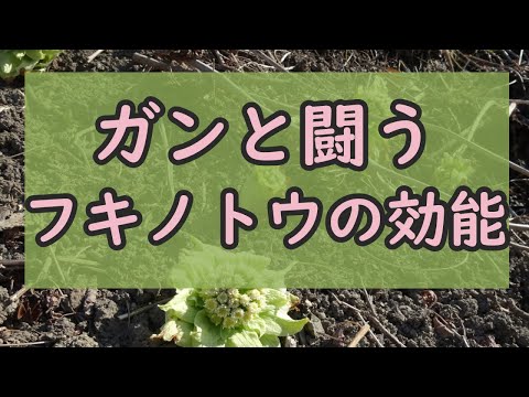 フキタンポポ茶:応用と効果 植物