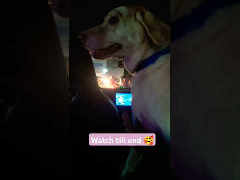 Tomulu 😘#doglover #labrador