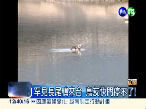 長尾鴨來台過冬 大批鳥友搶著看!