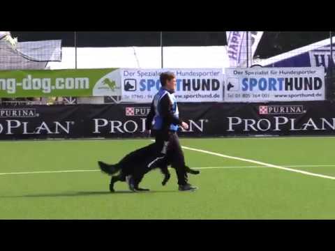 HotShot vom Hessenstein - SV Bundessiegerprüfung 2017 - B