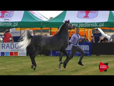 N.78 LARANDO - Radom 2017 - 4.6 Years Old Stallions (Class 9)