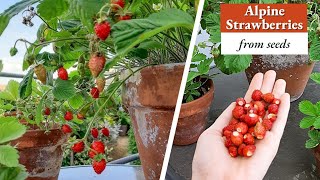 How To Grow Wild Strawberries From Seeds