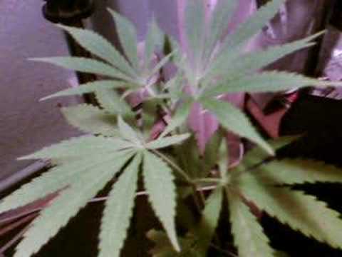 RAS ZIUT - Chore prawo (murga riddim by NATURAL DREAD KILLAZ