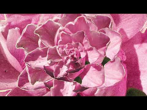 Alien Grace - Umbria (Official Audio)