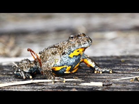 Gelbbauchunke - giftige Tiere