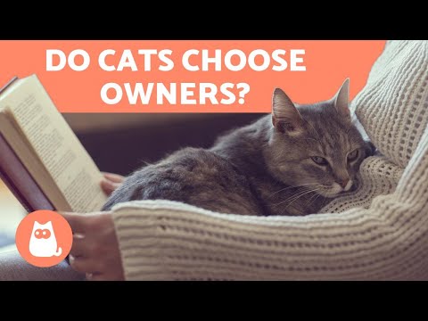 YouTube video about: When a stray cat chooses you?