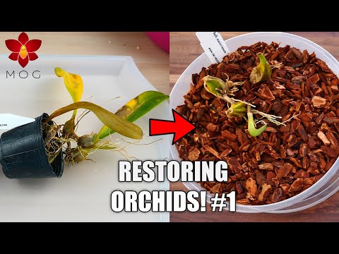 Rejuvenating Orchids from Long Transport (35 days) Part 1 - Bulbophyllums