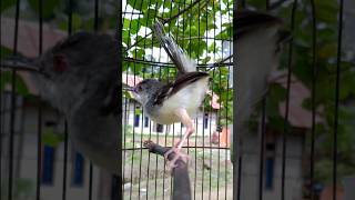 Download lagu suara burung ciblek gacor mp3