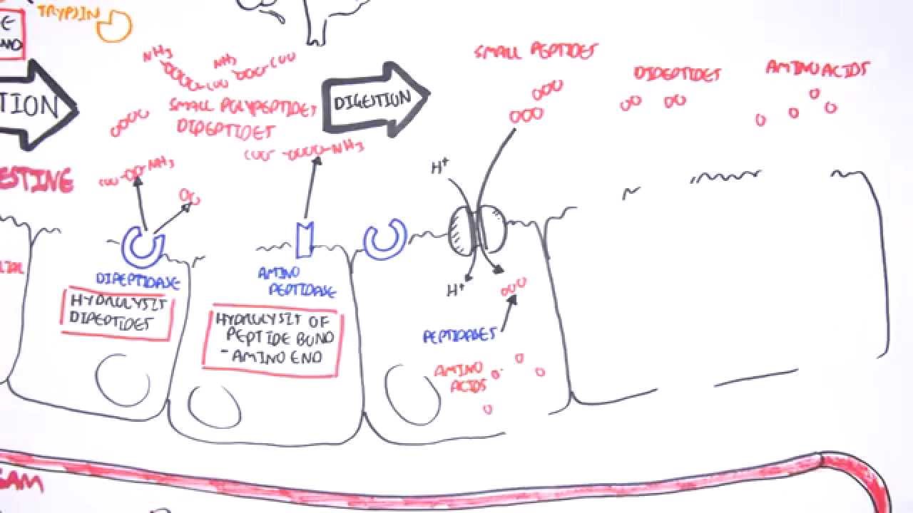 Protein Digestion and Absorption