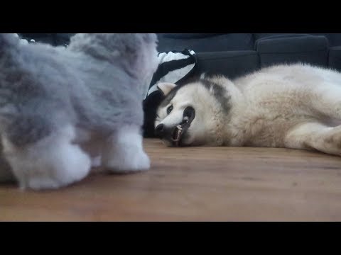 4 HUSKIES REACT TO A WALK & TALK HUSKY TOY | VLOG!