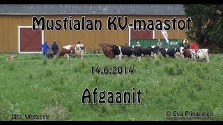 preview picture of video 'Mustialan KV-maastot 2014 • Afgaanit'