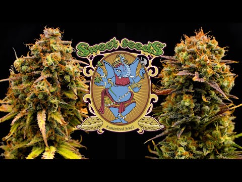 Jet Fuel Mandarine XL Auto | Full Grow Diary (77 Days)