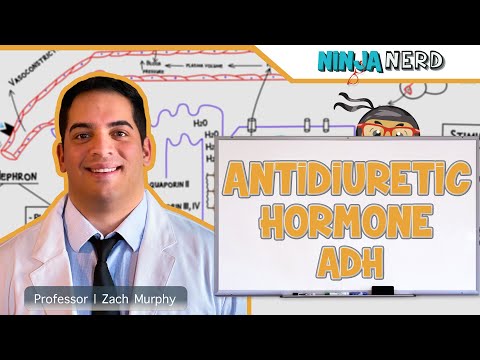 Endocrinology Receptor Pathways
