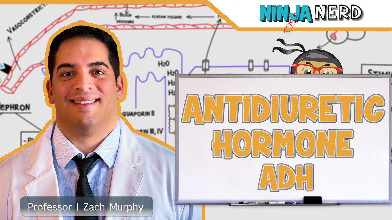 Endocrinology | Antidiuretic Hormone (ADH)