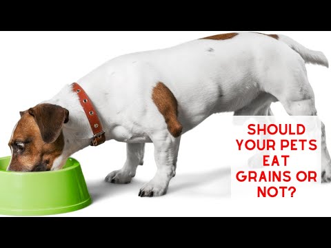 Should your Pet EAT GRAINS or Not?