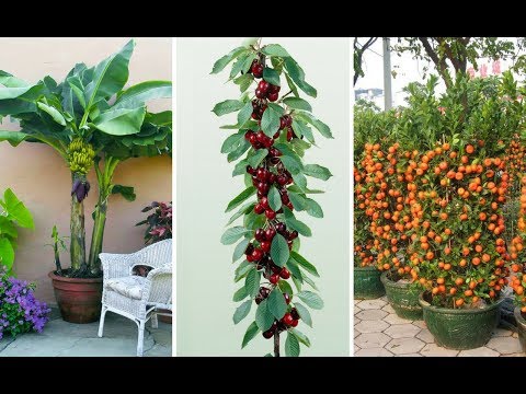, title : '7 Árvores Frutíferas que pode plantar em Vasos Facilmente'