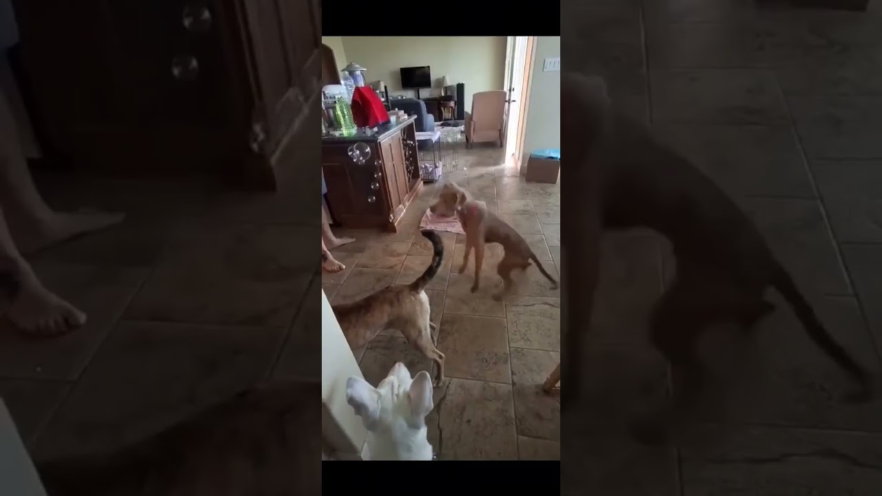 Enlarge  Peanut, a Adoptable mixed breed in New Braunfels, TX video 6/6