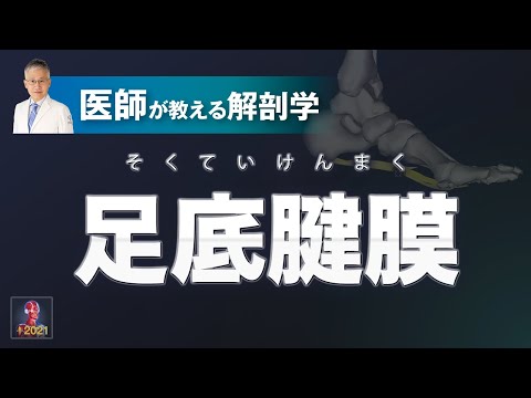 犬の足の解剖学