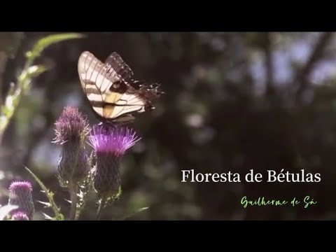 Floresta de Bétulas - Guilherme de Sá (Letra)