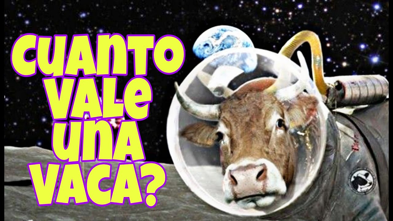 🤔Cuanto Vale una VACA🐄Lo que debemos tener en cuenta a la hora de comprar una VACA lechera.
