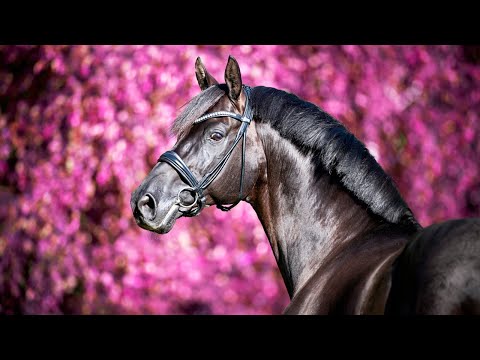 Legendary Black Dressage Horses || Cadeau Noir, Everdale, Glamourdale, Totilas