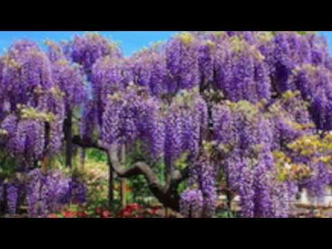 Wally P Self Centeredness Anonymous Talk 2