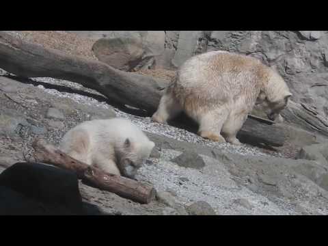 Eisbären Lloyd   Valeska   Lili   Polarfüchse   Zoo am Meer Bremerhaven