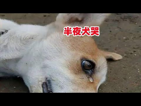 狗看到不乾淨的東西