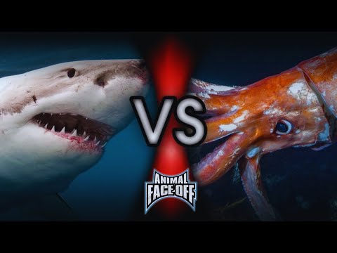 Jaws vs Kraken: Great White Shark vs Giant Squid With Animal Face-Off Soundtrack