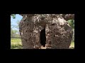 AJ is @Western Australia The Boab Prison Tree, Derby is a 1,500 year old