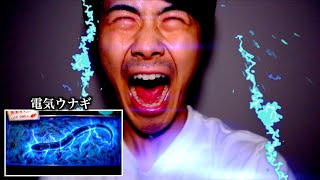 【種類別】金魚すくいの生き物の反応の違い。