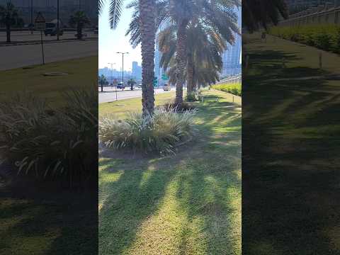 Полив травы в Дубае