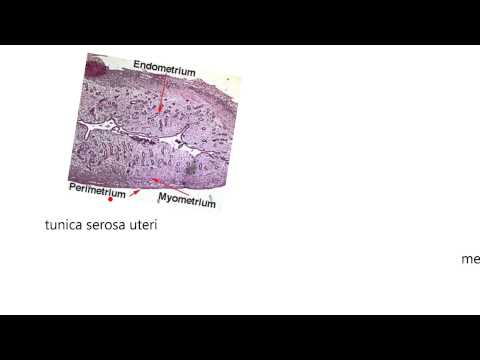 Endocrine17-Uterus