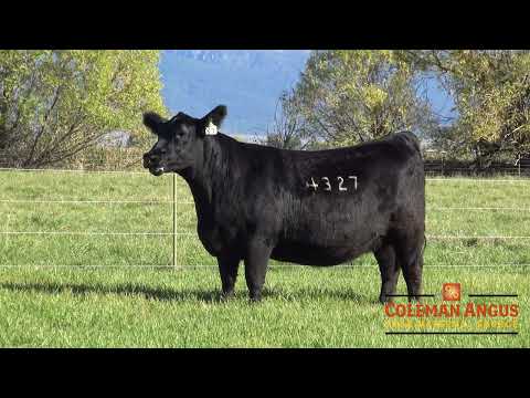 Lot 67 Coleman Blackbird 4327