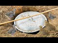 Quail Trap Using Pot Cover Btair Trap Easy And Fast Qbtraps ​⁠