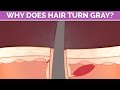Why does HAIR turn gray?
