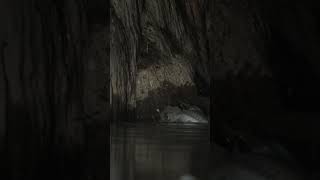 Catfish hunting birds . #wildlife #animals #video #shorts