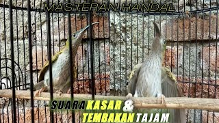 Download lagu PIJANTUNG GUNUNG GACOR || Tembakan kasar & Tajam,bagus untuk masteran mp3 Download lagu PIJANTUNG GUNUNG GACOR || Tembakan kasar & Tajam,bagus untuk masteran mp3