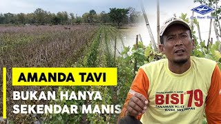 Download lagu BISI Sahabat Tani : #melon Amanda Tavi Bukan Hanya Sekendar Manis mp3 Download lagu BISI Sahabat Tani : #melon Amanda Tavi Bukan Hanya Sekendar Manis mp3