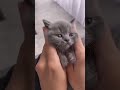 Cute Cat Funny Shorts