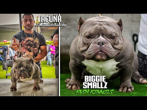 ENTREVISTA CON ACUÑA KUSH KENNELS | MUNDO BULLY
